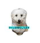 WOWOWWOWOWwonderful（個別スタンプ：30）