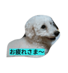 WOWOWWOWOWwonderful（個別スタンプ：32）