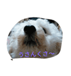WOWOWWOWOWwonderful（個別スタンプ：33）