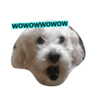 WOWOWWOWOWwonderful（個別スタンプ：40）