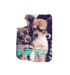 fuwamarukina（個別スタンプ：6）