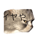 ここ猫関西弁（個別スタンプ：8）