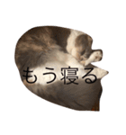 ここ猫関西弁（個別スタンプ：13）