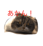ここ猫関西弁（個別スタンプ：21）