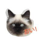 cyat（個別スタンプ：1）