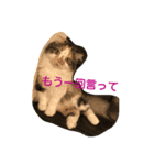cyat（個別スタンプ：2）