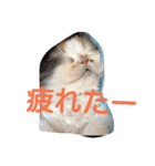 cyat（個別スタンプ：3）