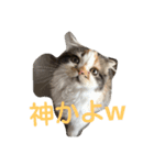 cyat（個別スタンプ：4）