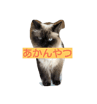 cyat（個別スタンプ：5）