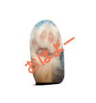 cyat（個別スタンプ：7）