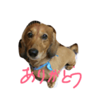 ワンにゃんすたんぷ（個別スタンプ：1）