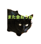 ワンにゃんすたんぷ（個別スタンプ：3）