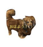 ワンにゃんすたんぷ（個別スタンプ：4）