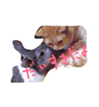 ワンにゃんすたんぷ（個別スタンプ：5）