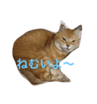 ワンにゃんすたんぷ（個別スタンプ：7）