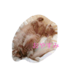 honey,vanilla,rum,ranmaru（個別スタンプ：3）