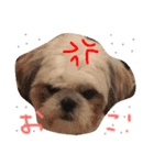 シーズーのぽっちゃん（個別スタンプ：4）