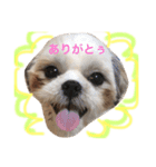 シーズーのぽっちゃん（個別スタンプ：8）