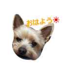 チョコ＆モカ（個別スタンプ：1）