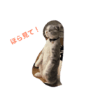 スコティッシュフォールドのまーよ。永遠に（個別スタンプ：2）