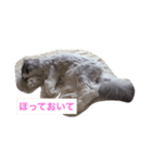 スコティッシュフォールドのまーよ。永遠に（個別スタンプ：4）