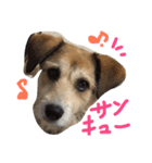 まゆげいぬ✳︎ちぃ（個別スタンプ：1）