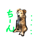 まゆげいぬ✳︎ちぃ（個別スタンプ：2）