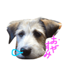 まゆげいぬ✳︎ちぃ（個別スタンプ：4）