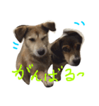 まゆげいぬ✳︎ちぃ（個別スタンプ：5）