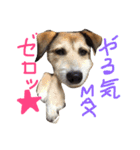 まゆげいぬ✳︎ちぃ（個別スタンプ：7）