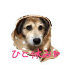 まゆげいぬ✳︎ちぃ（個別スタンプ：8）