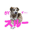 まゆげいぬ✳︎ちぃ（個別スタンプ：15）
