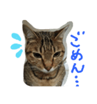 kenta no tubuyaki（個別スタンプ：4）