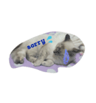 わたしは猫。なまえは杏。（個別スタンプ：1）