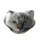 わたしは猫。なまえは杏。（個別スタンプ：2）