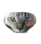 わたしは猫。なまえは杏。（個別スタンプ：3）