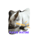 わたしは猫。なまえは杏。（個別スタンプ：7）