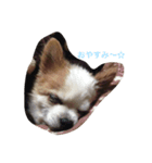 愛すべきチワワとダックス♡（個別スタンプ：2）