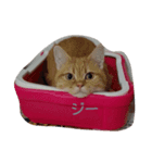 マンチカンのめいちゃん（個別スタンプ：2）