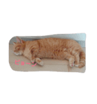 マンチカンのめいちゃん（個別スタンプ：6）