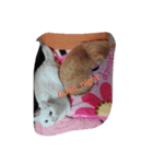 マンチカンのめいちゃん（個別スタンプ：8）