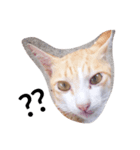 MENA'S PETS（個別スタンプ：2）