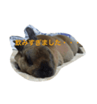 あいらぶうさぎ2（個別スタンプ：2）