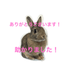 あいらぶうさぎ2（個別スタンプ：3）