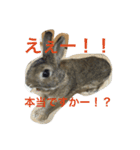 あいらぶうさぎ2（個別スタンプ：5）