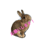 あいらぶうさぎ2（個別スタンプ：7）