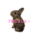 あいらぶうさぎ2（個別スタンプ：9）