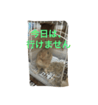 あいらぶうさぎ2（個別スタンプ：11）