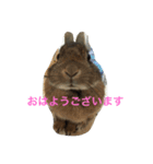 あいらぶうさぎ2（個別スタンプ：15）