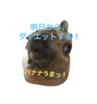あいらぶうさぎ2（個別スタンプ：16）